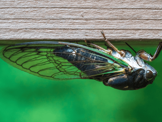 savvy talks: cicada recipes?