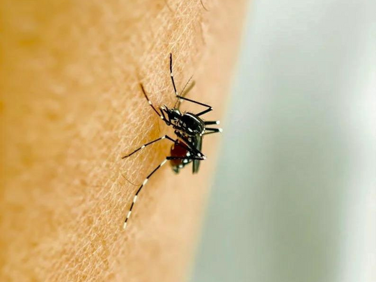 savvy talks: natural diy mosquito repellent