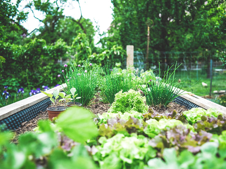 savvy talks: harvesting your herb garden when the seasons change