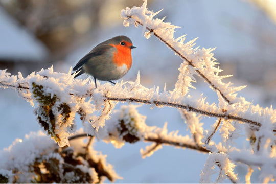 Savvy Talks: The Bird Theory: The Viral Relationship Test That’s Not Really About Birds 🐦